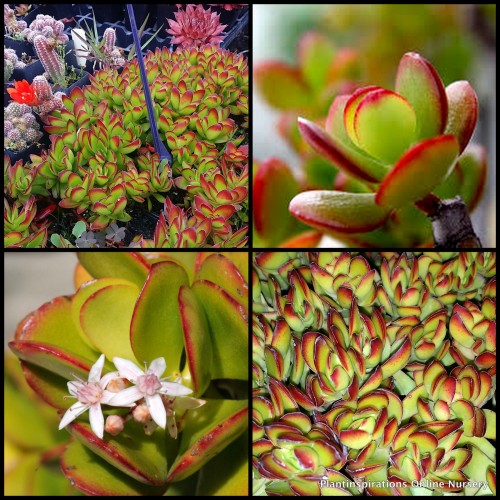 Crassula Red Edge x 1 Succulents Jade Plants Hanging Basket Bonsai Rockery Pots Indoors Flowering Hardy Drought White Flowering ovata